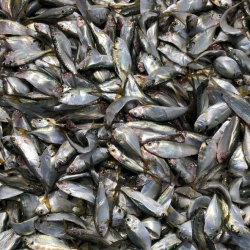 Cá trích - Nguyên Liệu Thức Ăn Chăn Nuôi Thuận Thành - Công Ty TNHH Thương Mại Dịch Vụ XNK Thuận Thành